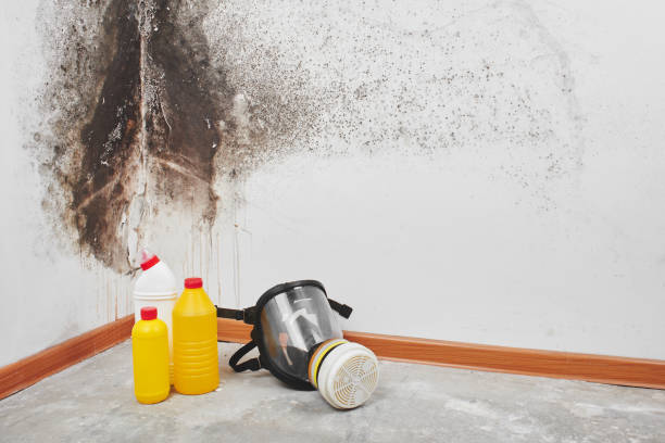 Best Black Mold Remediation in Sidney, IL