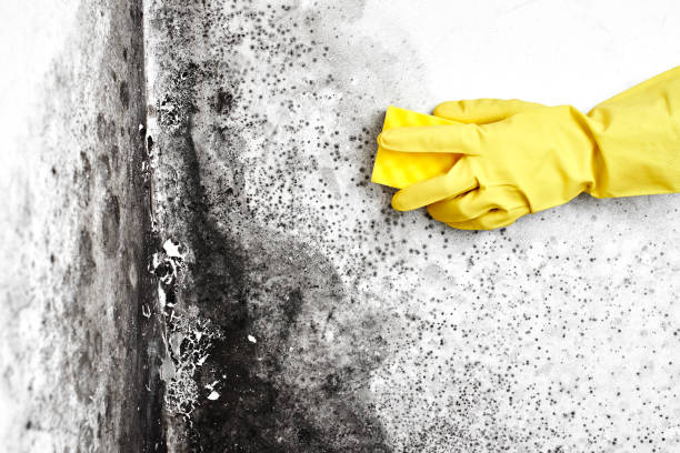 Best DIY Mold Remediation Support Services in Sidney, IL