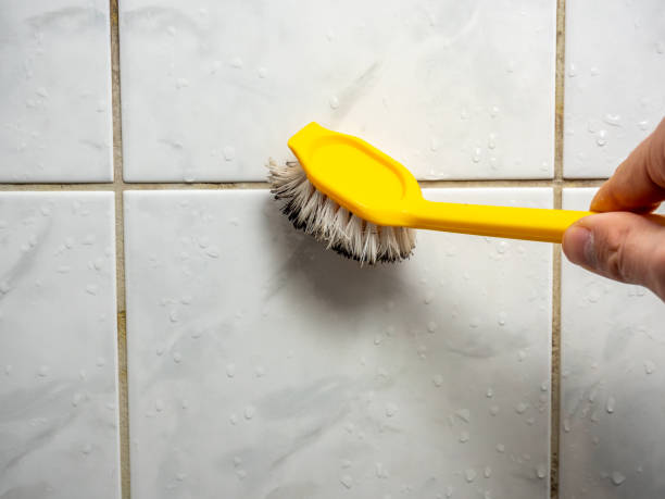 Best Basement Mold Remediation in Sidney, IL