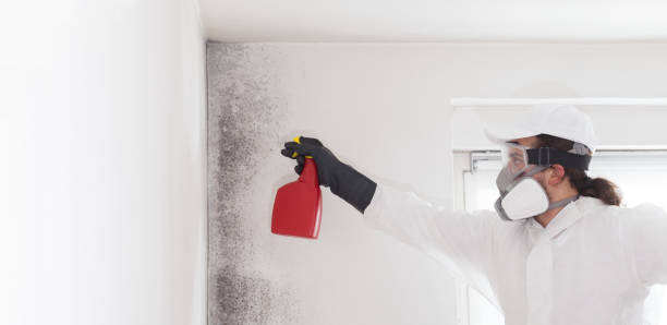 Trusted Sidney, IL Mold Remediation Experts