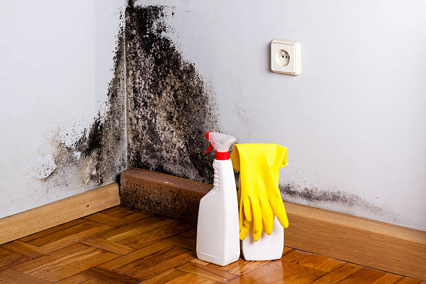 Best Residential Mold Remediation in Sidney, IL